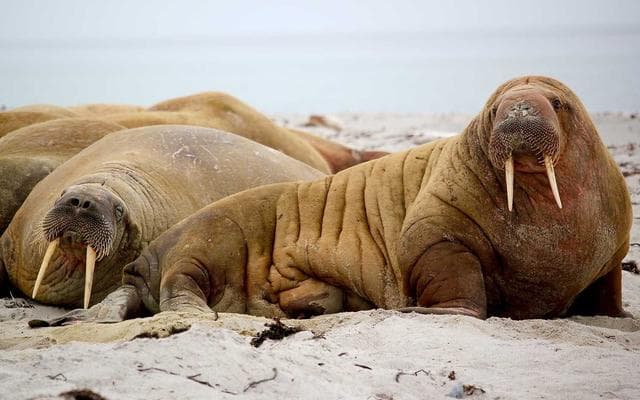 심층 명상 수업 참가자가 창가에서 좌선 자세를 취하고 있습니다.